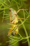 Green Grasshopper (chorthippus Apicalis) Stock Photo