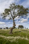 Spring Countryside Landscape Stock Photo