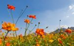 Cosmos Flowers Stock Photo