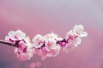 Cherry Blossom With Soft Focus, Sakura Season Background Stock Photo