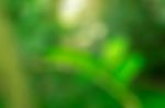 Green Nature With Background Blurred Stock Photo