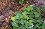 Plant Running On The Ground Stock Photo