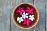 Plumeria Flower Stock Photo