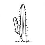 Cactus Doodle Hand Drawn Stock Photo