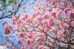 Pink Trumpet Tree Or Tabebuia Rosea Stock Photo