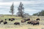 American Bison (bison Bison) Stock Photo