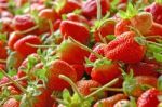 Group Of Strawberries Stock Photo