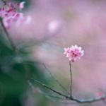 Plum Blossom Stock Photo