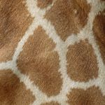 Giraffe Skin Stock Photo