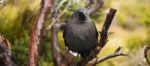 Black Currawong Resting On A Tree Branch Stock Photo