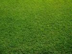 Fresh Green Grass Stock Photo