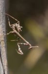 Empusa Pennata Insect Stock Photo