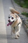 Dog Tongue Out Stock Photo