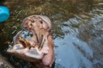 The Hippopotamus In The Pond Stock Photo