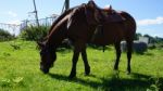 Horse In The Country Side Of Russia Stock Photo