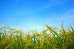 Paddy Rice Stock Photo