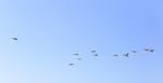 Geese Flying In Blue Spring Sky, V-formation Stock Photo