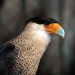 Crested Caracara Stock Photo