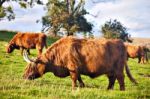 Highland Angus Cow Stock Photo