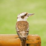 Kookaburra Gracefully Resting During The Day Stock Photo