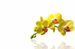 Orchid Isolated On White Background Stock Photo