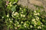 A Group Of Yellow Primroses Flowering In The Spring Sunshine Stock Photo