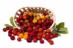 Strawberry Tree (arbutus Unedo) Fruit Stock Photo