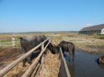 Buffalo Farm, Buffaloes Grazing In Open-air Cages  Stock Photo