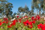 Earth Level Anemone Field Stock Photo