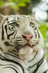 White Bengal Tiger Stock Photo