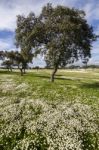 Spring Countryside Landscape Stock Photo