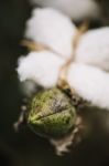 Cotton Field In The Countryside Stock Photo