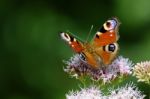 Peacock Butterfly Stock Photo