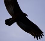 Isolated Picture With A Vulture In The Sky Stock Photo