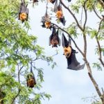 Giant Fruit Bat On Tree Stock Photo