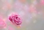 Blossom Pink Roses And Bokeh Stock Photo