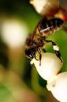 Bee Feeding Stock Photo