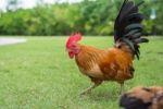 Walking Hen On Greensward Stock Photo