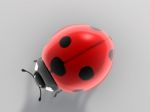 Ladybird Stock Photo