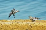 Sand Martins Stock Photo