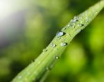 Water Drops On Leave In The Moring Stock Photo