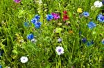 Blooming Wildflowers Stock Photo