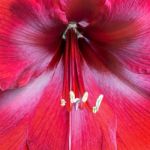 Amaryllis Stock Photo