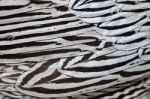 Silver Pheasant Feathers Stock Photo