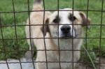 Dog Behind A Fence Stock Photo