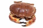 Cancer Pagurus Sea Crab On White Background Stock Photo