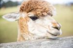 Alpacas In A Field Stock Photo