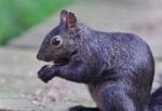 Postcard With A Funny Black Squirrel Eating Nuts Stock Photo