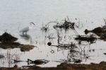 Egret At Dungeness Stock Photo