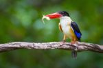 Black-capped Kingfisher Stock Photo